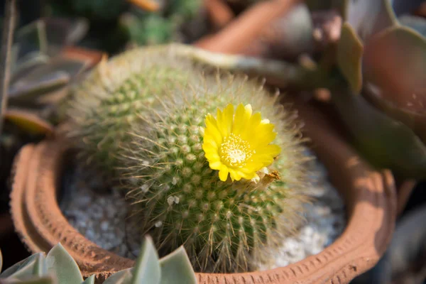 Cactus in vaso piccolo — Foto Stock