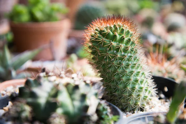 Cactus en maceta pequeña —  Fotos de Stock