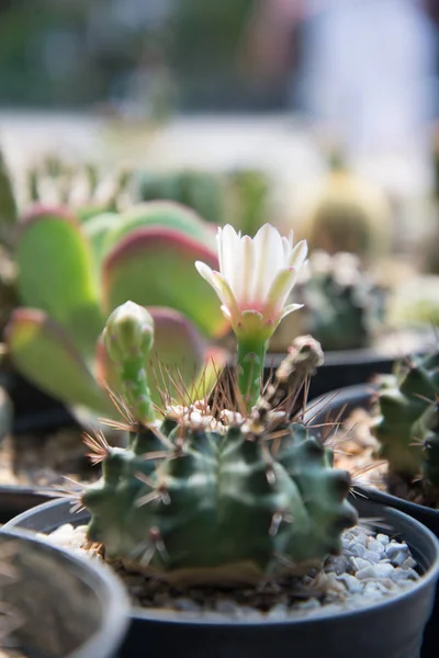 Cactus in small pot — Stock Photo, Image