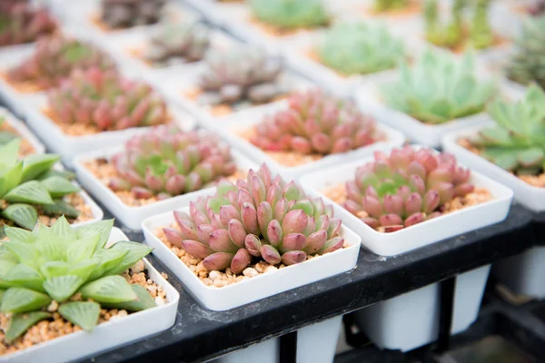 Cactus in small pot — Stock Photo, Image