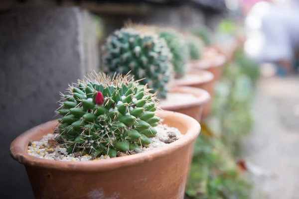 Kaktus w małym garnku — Zdjęcie stockowe