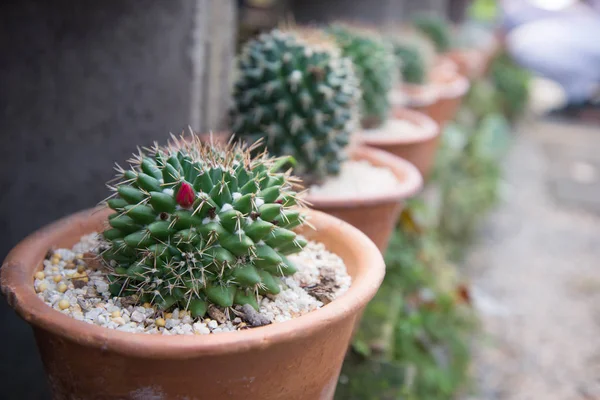 kaktüs küçük tencerede