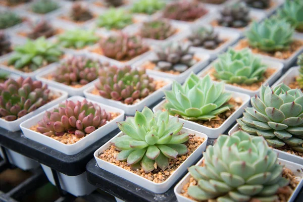 Cactus in small pot — Stock Photo, Image