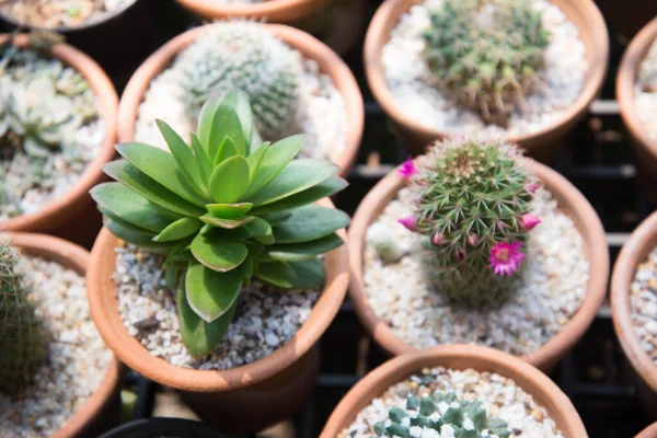 Cactus in vaso piccolo — Foto Stock