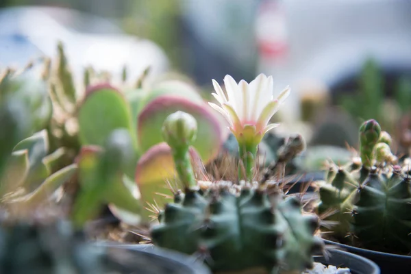 Cactus in vaso piccolo — Foto Stock