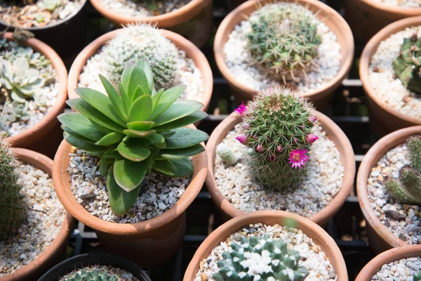 Cactus in small pot — Stock Photo, Image