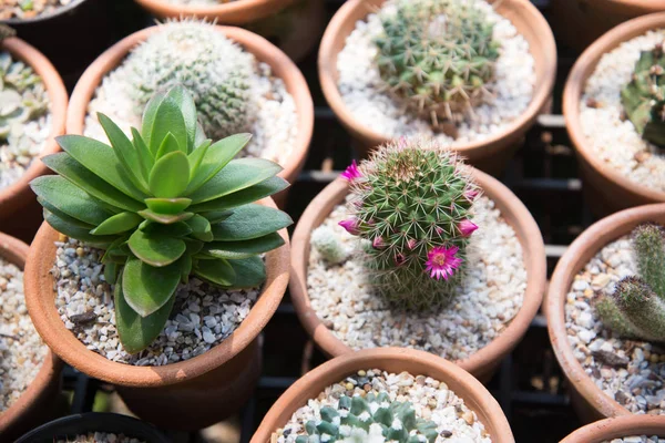 Kaktusz kis pot — Stock Fotó