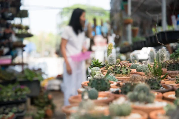 Cactus in de kleine pot — Stockfoto