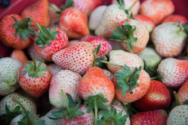 Fragola fresca — Foto Stock