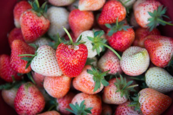 Fragola fresca — Foto Stock