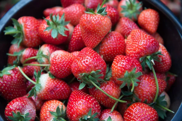 Verse aardbeien — Stockfoto