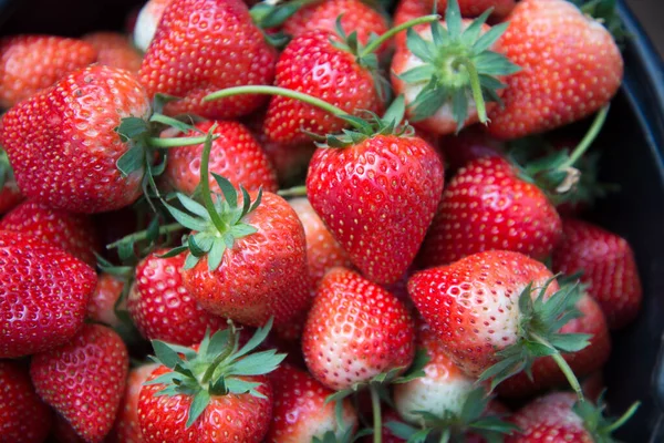 Verse aardbeien — Stockfoto