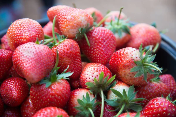 Verse aardbeien — Stockfoto