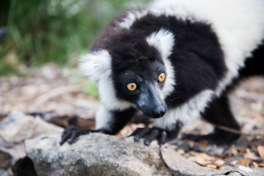 siyah-beyaz yakalı lemur 
