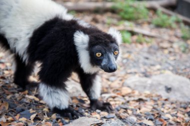 siyah-beyaz yakalı lemur 
