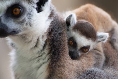 Lemur
