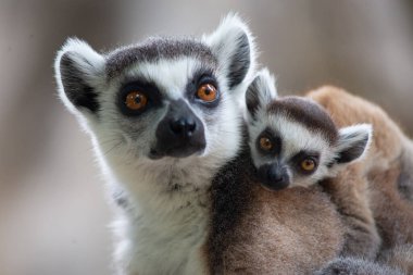 Lemur