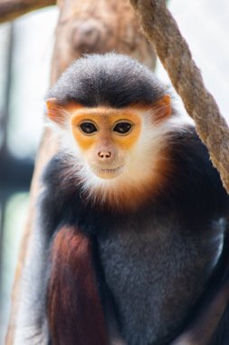 douc kırmızı bıçakladılar