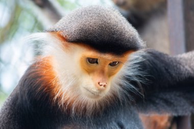 douc kırmızı bıçakladılar