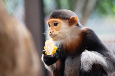 douc kırmızı bıçakladılar