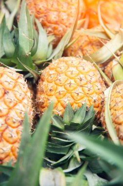 Çiftlikten ananas