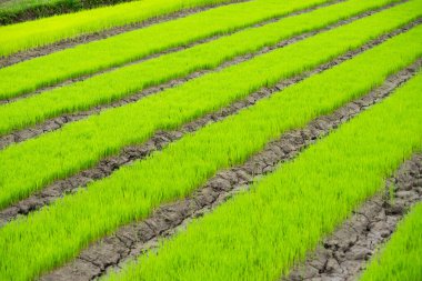 Tayland 'da tarlada taze pirinç yetişiyor.