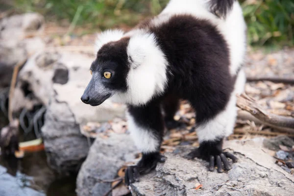 Czarno-biały rudy lemur — Zdjęcie stockowe