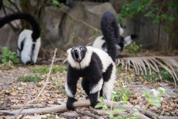 Černobílý načechraný lemur — Stock fotografie