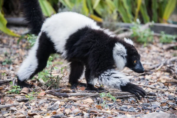 Černobílý načechraný lemur — Stock fotografie