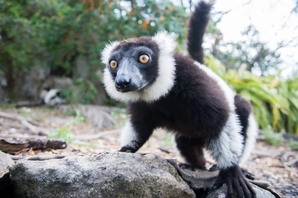 Czarno-biały rudy lemur — Zdjęcie stockowe