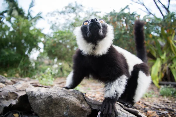 Lêmure-ruffed preto-e-branco — Fotografia de Stock