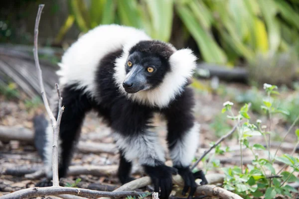 Zwart-wit roestige maki — Stockfoto