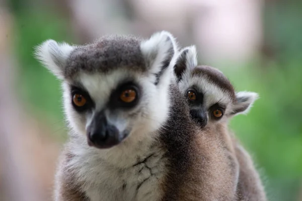 Lemur — Stockfoto