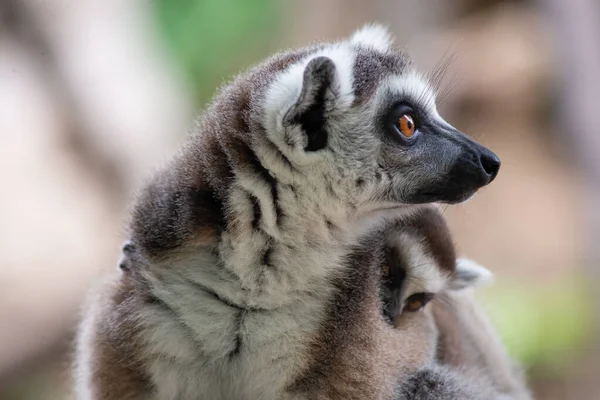 Lemur — Stockfoto