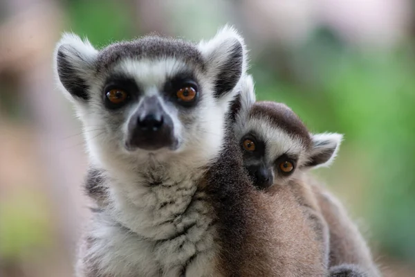 Lemur — Stockfoto