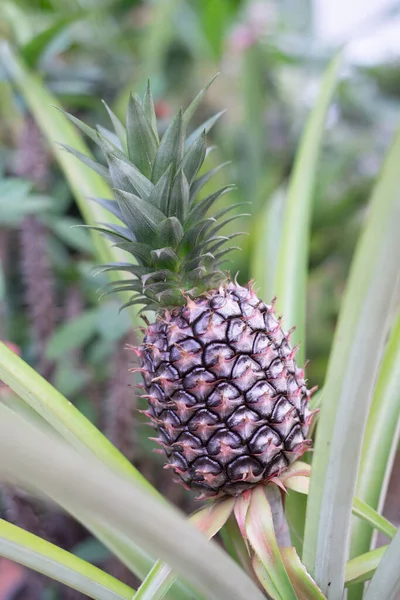 Pineapple Growing Tropical Plant Thailand — Stock Photo, Image