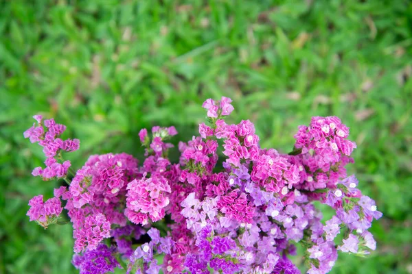 フクシア乾燥花 — ストック写真