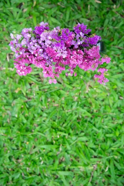 Fúcsia flor seca — Fotografia de Stock