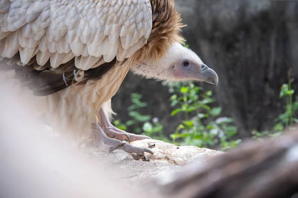 Griffon Vulture — Stock Photo, Image