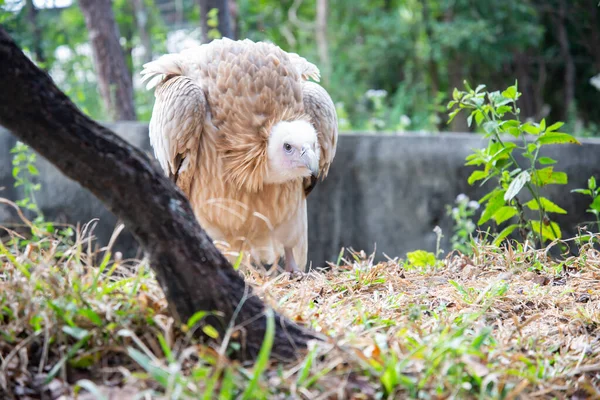 Griffon Vulture — Stock Photo, Image