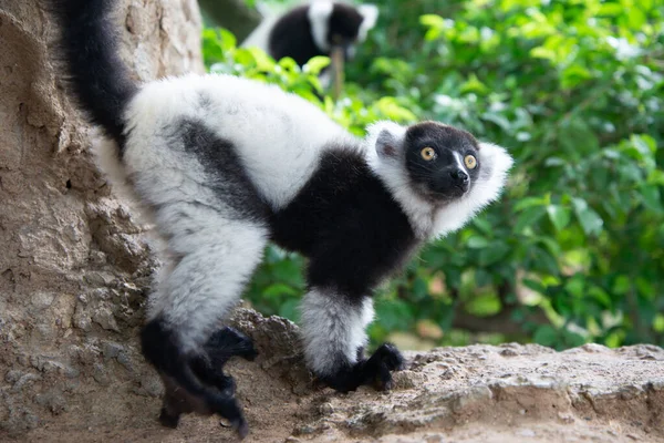 Black-and-white ruffed lemur — Stock Photo, Image