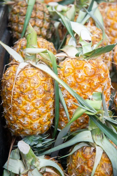 Pineapple from farm — Stock Photo, Image