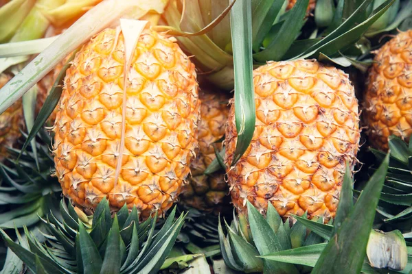 Pineapple from farm — Stock Photo, Image