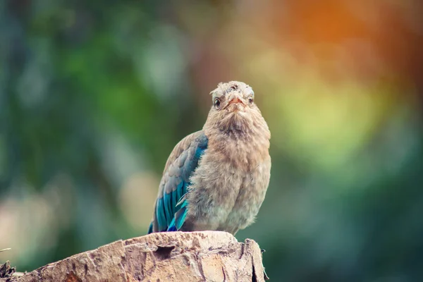 Indian-roller — Stock Photo, Image
