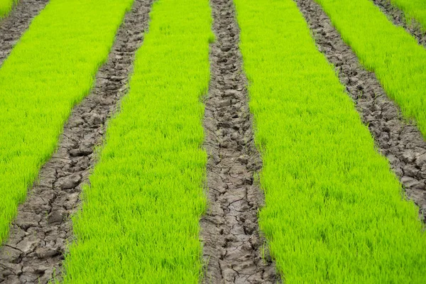 Arroz jovem está crescendo no campo na Tailândia — Fotografia de Stock