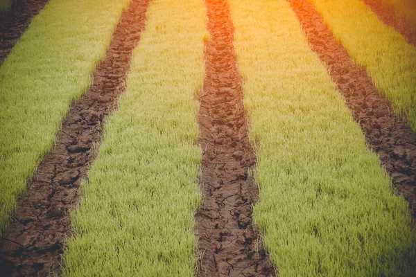 Young rice are growing in the field in thailand — Stock Photo, Image