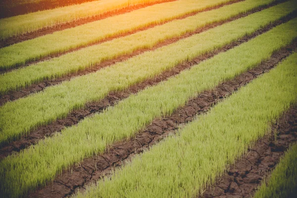 Arroz joven está creciendo en el campo en Tailandia —  Fotos de Stock