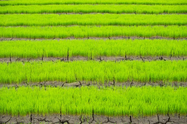 在泰国的田里长出了小米 — 图库照片