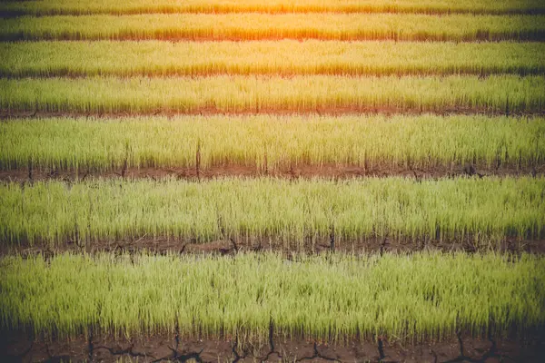 Young rice are growing in the field in thailand — Stock Photo, Image