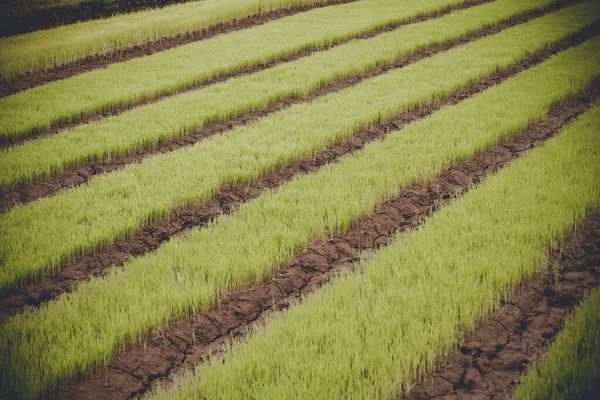 Młody ryż rośnie na polu w Tajlandii — Zdjęcie stockowe